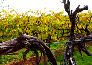 Wineries electrical services